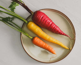 Bulk Rainbow Gourmet Series - Formula Mix (All 4 Colors) Carrot Seeds SS - $12.20