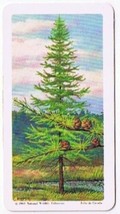 Brooke Bond Red Rose Tea Card #5 Tamarack Trees Of North America - $0.98