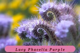 Premium Seeds 1165 Seeds Lacy Phacelia Purple Tansy Flower - $2.81 CAD