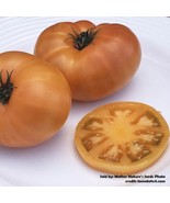 Tomato BLAZING BEAUTY DWARF Organic Potato Leaf Determinate Non-GMO 20+ ... - £62,460.30 GBP