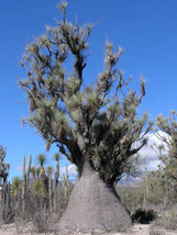 USA Store 100 Seeds Store Beaucarnea Gracilis Nolina Elephant Foot Mexican Ponyt - £25.70 GBP