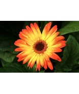 200 Seeds Sunburst Gerbera Daisy for Garden Planting  - £7.03 GBP