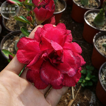 New Fresh Black Peacock Adenium Desert Rose 2 Seeds Deep Red Double Petals E4011 - $4.16