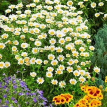 New Fresh Seeds Creeping Daisy Seeds Chrysanthemum Paludosum Flower Seeds 10000  - $19.98