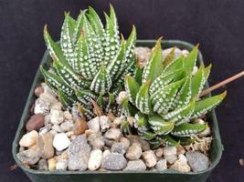 Cacti Haworthia reinwardtii cactus Succulent real live plant - £25.39 GBP