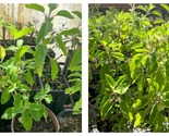 TOP SELLER Rama Tulsi, Basil (Ocimum tenuiflorum) well rooted 4” in pot - £51.00 GBP