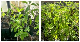 TOP SELLER Rama Tulsi, Basil (Ocimum tenuiflorum) well rooted 4” in pot - £51.05 GBP