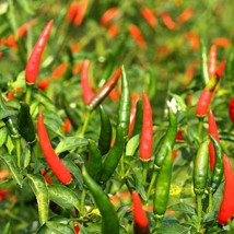 25 Seeds Chile De Arbol Chili Pepper Heirloom Seeds Sprout Quick Enjoy Soon - £6.41 GBP