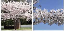 Live Plant - Yoshino Flowering Cherry Tree - 6-12&quot; Tall - 3&quot; Pot - Ships... - £54.50 GBP
