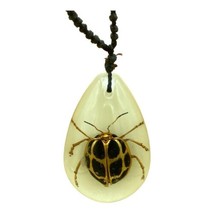 Insect Necklace 8 Spot Golden Leaf Beetle Oides Duporti Specimen Glows - $12.86