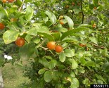 5 Seeds Desert Hackberry Sweet From US - £7.59 GBP