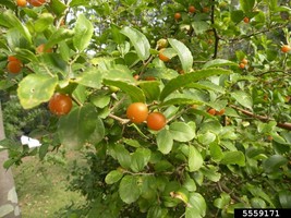 5 Seeds Desert Hackberry Sweet From US - £7.63 GBP