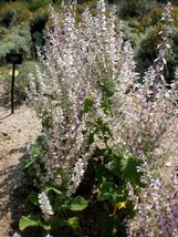 Clary Sage 100 Pure ,No Fillers Seeds - Salvia Sclarea - Non-Gmo Medicinal Herb - £4.69 GBP