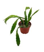 Epiphyllum Orchid Cactus, 4 inch, Disocactus ackermannii - $18.49