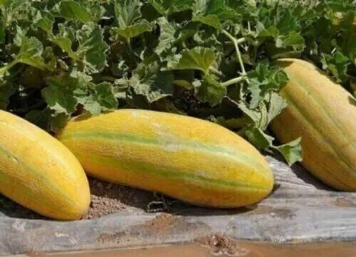 Fresh New Persian Melons Sweet Juicy Tasting Farm Garden Planting Fruit ... - £10.19 GBP