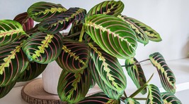 25 Prayer Calathea Seeds Fresh Seeds USA - £7.85 GBP