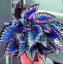 NEW NEW Coleus Bonsai Foliage Plants seeds 100pcs Perfect Colorful Coleus Blumei - $8.91