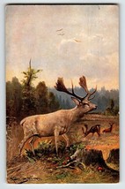 Deer Mushrooms Rustic Woods Postcard Signed Muller Wildlife HKM 350 Germany 1907 - £13.59 GBP