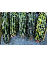 LKS Oaxacan Green Indian Corn Seeds 50 Seeds Stunning Green Kernel Home ... - $26.70