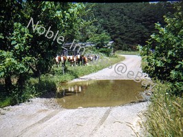 1950s Cade&#39;s Cove The Smoky Mountains, Cows Grazing Red-Border Kodachrome Slide - £4.37 GBP