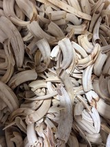 Warthog Tusks- 29 lbs of Assorted Warthog Tusks - Natural Common Warthog... - $939.51