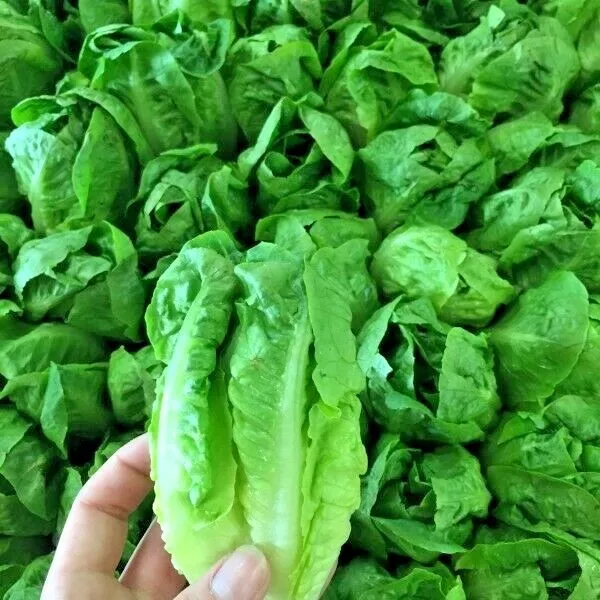 600 LITTLE GEM BUTTERHEAD Seed Leaf Lettuce Organic Garden - £4.91 GBP