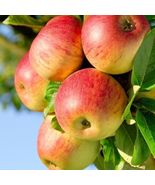 25 Seeds Honeycrisp Apple Tree Seeds From US - £7.87 GBP