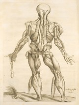 13010.Decor Poster.Room wall design.Vintage interior art.Medical anatomy.Muscles - $17.10+