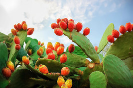 10 Orange Prickly Pear Cactus Indian Fig Opuntia Ficusindica Fruit Flower Seeds  - $14.50