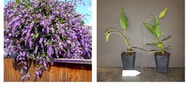 Happy Wanderer Hardenbergia Rooted STARTER Plant Extremely Plant - $55.99