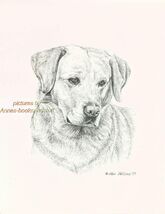 169 YELLOW LABRADOR lab RETRIEVER dog art print Pen &amp; ink drawing by Jan... - $12.50