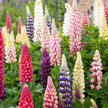 50 Mix Russell Lupine Flower Seeds Non-GMO  - £4.68 GBP