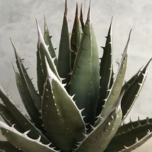 NEW 10pcs Agave ghiesbreghtii &#39;Purpusorum&#39; Succulents Garden Plants - Seeds - $17.99