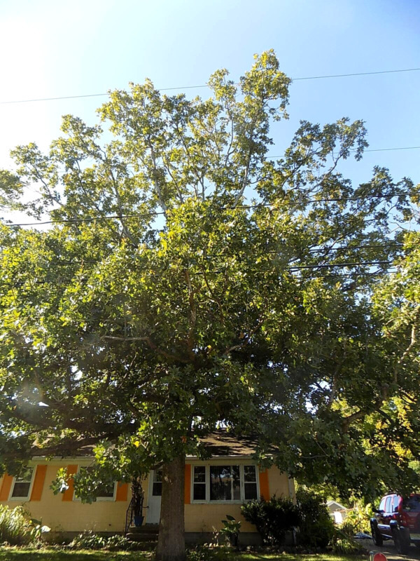 Best 12 POST OAK ACORNS Quercus stellata seeds