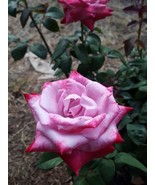 Paradise Hybrid Tea Rose 1 Gal Bush Plants Lavender Pink Magenta Fragran... - $33.90