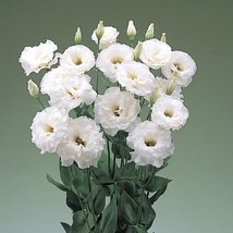 USA Seller Mpb#4 Lisianthus Seeds Super Magic White 50 Thru 500 Seeds Cut Flower - $27.50