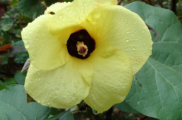 10 Pc Seeds Hibiscus Flower Plant, Abelmoschus moschatus Seeds for Planting | RK - £14.93 GBP