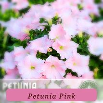 4499 petunia pink pop thumb200