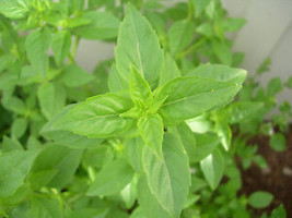 90 Seeds Basil, Lime, Cullinary Herb, Rare Lime Scented Basil - £10.45 GBP