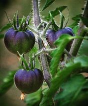 15 Black Beauty Tomato Seeds - £10.79 GBP