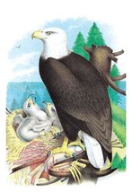 The Bald Eagle (White-Headed Eagle) - $19.97