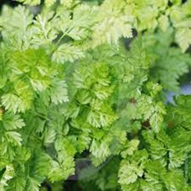 Grow Chervil Seeds Heirloom Nongmo 100 Chervil Seeds - £7.10 GBP