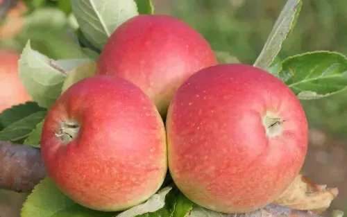 Fresh 25 Alkmene Apple Seeds - $15.48