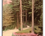 Pines and Walks at Glen Springs Watkins NY UNP Albertype DB Postcard W19 - $4.90