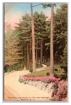 Pines and Walks at Glen Springs Watkins NY UNP Albertype DB Postcard W19 - £3.85 GBP
