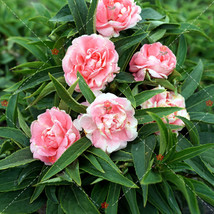 50 seeds Camellia Impatiens Seeds Pink Double Flowers Fresh Seeds for Planting - £9.02 GBP