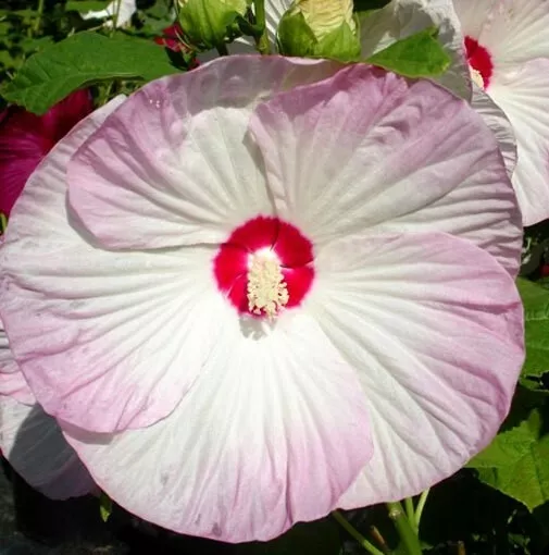 Hibiscus moscheutos-luna Blush Rose Mallow 5 high germination Seed - £11.33 GBP