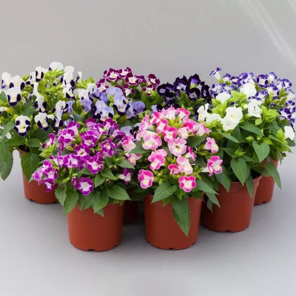 Torenia Seeds Hi Lite Mix 50 Pelleted Seeds Bright Torenia Garden - £11.70 GBP