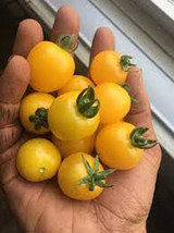 50 Seeds Galina Tomato Juicy Tomatoe Vegetable Garden Edible Food - $3.75