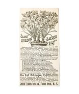Giant Golden Sacred Lily Flower 1897 Advertisement Victorian Garden ADBN... - €17,15 EUR
